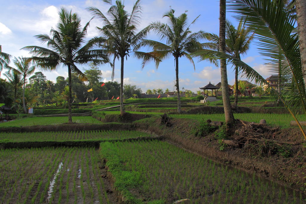Dewa House Bisma Hotel Ubud  Bagian luar foto