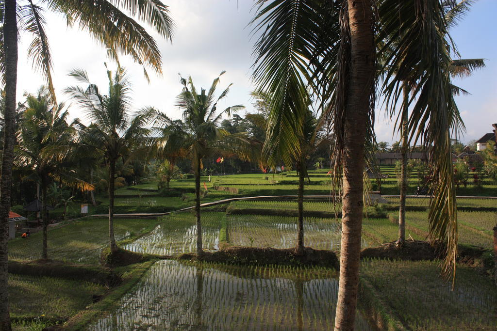 Dewa House Bisma Hotel Ubud  Bagian luar foto